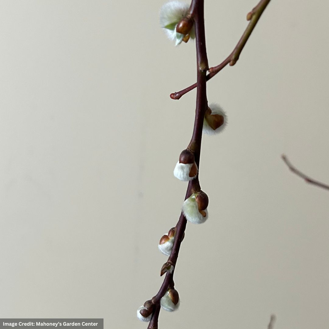 Pussy Willow – 6″ Pot